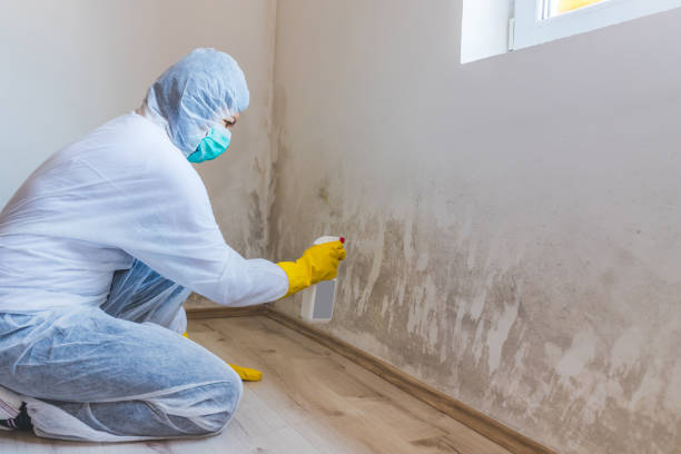 Licensed Black Mold Remediation service in Greensboro, NC - Mold Remediation HQ