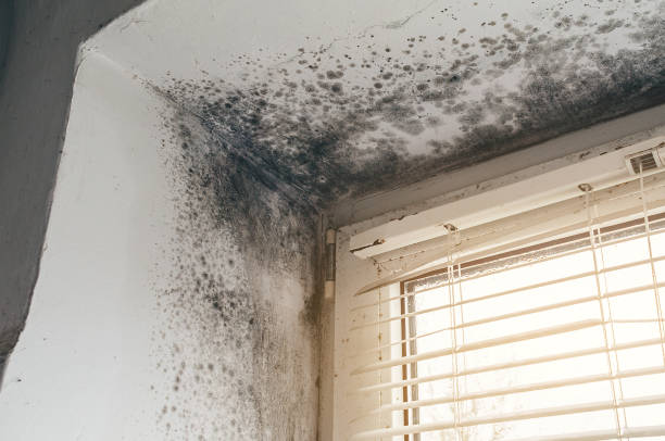 Affordable Black Mold Remediation solutions in Greensboro, NC