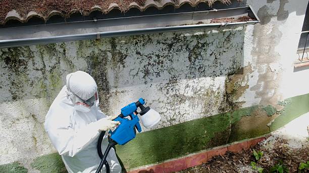 Top rated local Black Mold Remediation specialists in Greensboro, NC